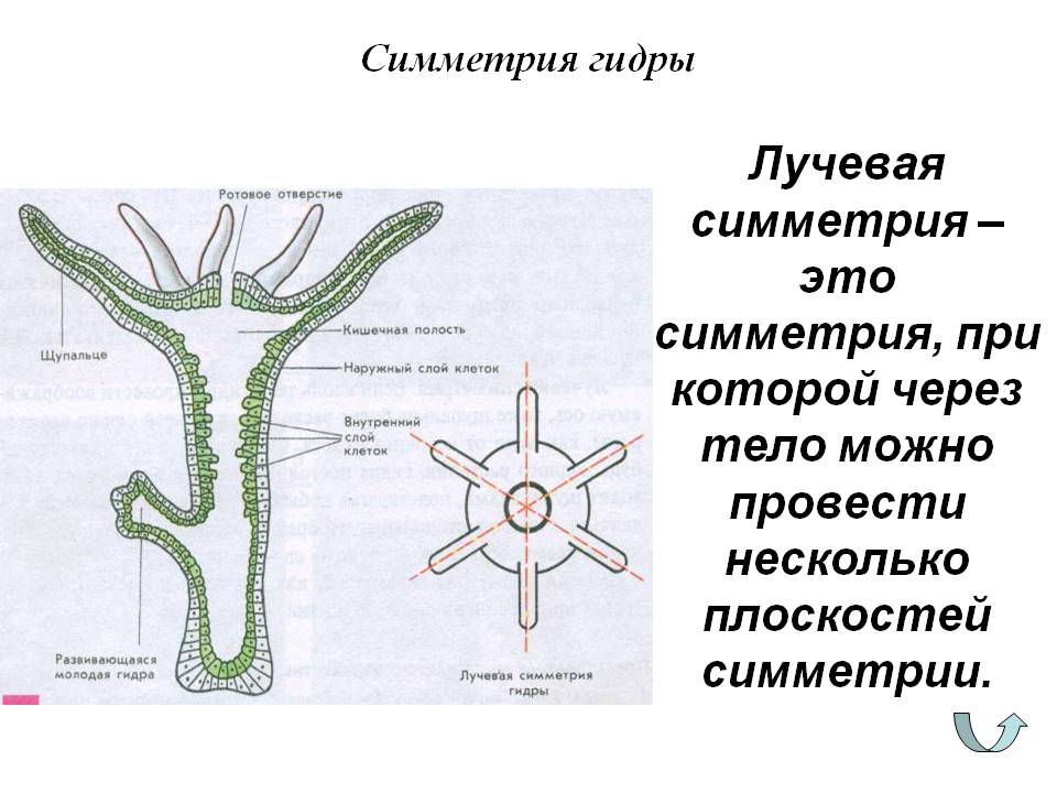 Omg omg зеркало киев