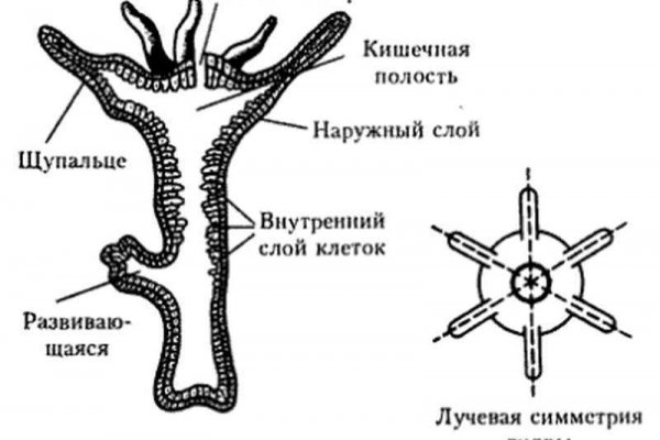 Кракен онион зеркала ссылки kraken6.at kraken7.at kraken8.at