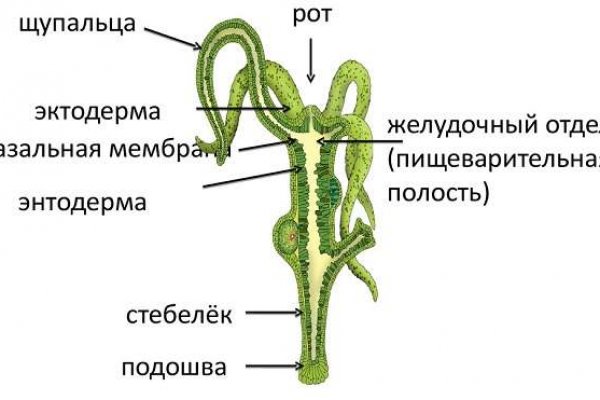 Через какой браузер можно зайти на блэкспрут